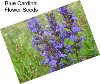 Blue Cardinal Flower Seeds