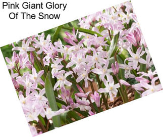 Pink Giant Glory Of The Snow