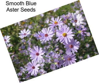 Smooth Blue Aster Seeds