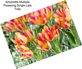 Antoinette Multiple Flowering Single Late Tulip