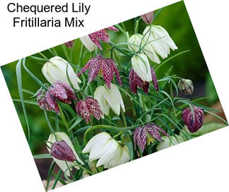 Chequered Lily Fritillaria Mix
