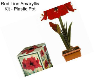 Red Lion Amaryllis Kit - Plastic Pot