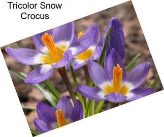 Tricolor Snow Crocus