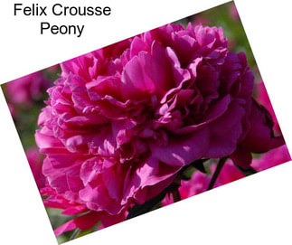 Felix Crousse Peony