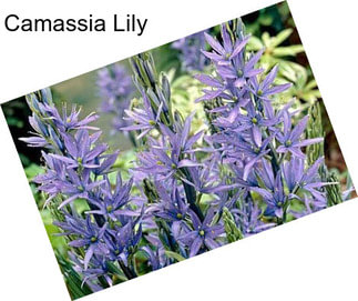 Camassia Lily