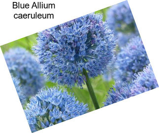 Blue Allium caeruleum