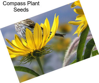 Compass Plant Seeds