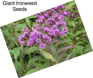 Giant Ironweed Seeds