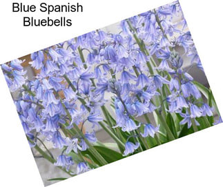Blue Spanish Bluebells