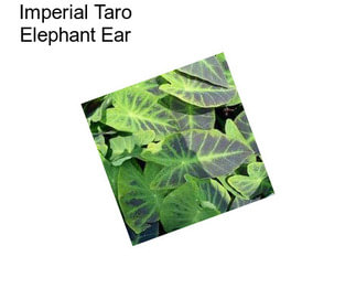 Imperial Taro Elephant Ear