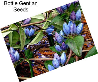 Bottle Gentian Seeds