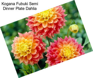 Kogana Fubuki Semi Dinner Plate Dahlia