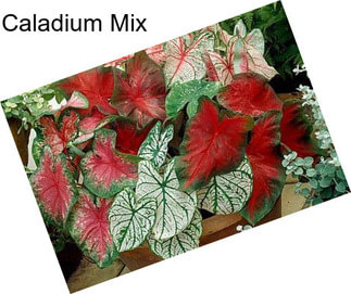 Caladium Mix