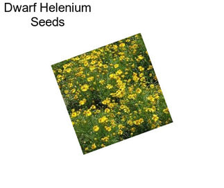 Dwarf Helenium Seeds