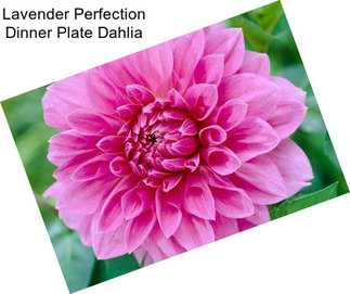 Lavender Perfection Dinner Plate Dahlia