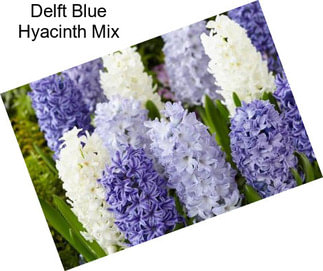 Delft Blue Hyacinth Mix