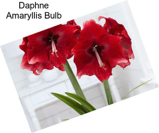 Daphne Amaryllis Bulb