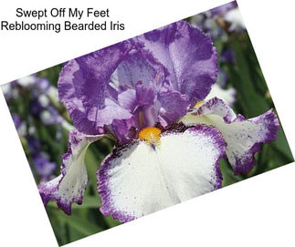 Swept Off My Feet Reblooming Bearded Iris