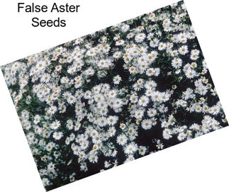 False Aster Seeds