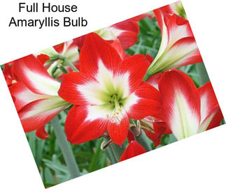 Full House Amaryllis Bulb