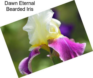 Dawn Eternal Bearded Iris