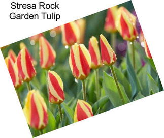 Stresa Rock Garden Tulip