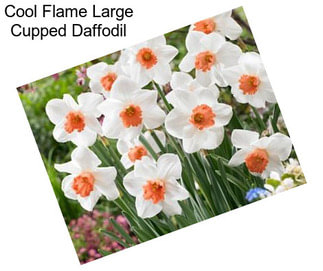 Cool Flame Large Cupped Daffodil