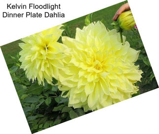 Kelvin Floodlight Dinner Plate Dahlia