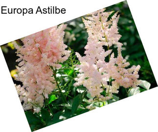 Europa Astilbe