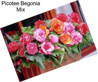 Picotee Begonia Mix