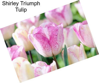 Shirley Triumph Tulip