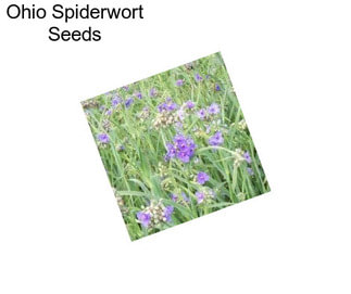 Ohio Spiderwort Seeds