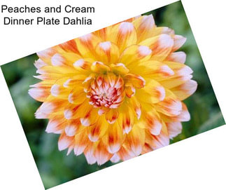 Peaches and Cream Dinner Plate Dahlia