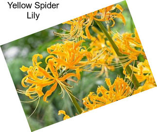 Yellow Spider Lily