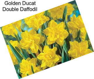Golden Ducat Double Daffodil