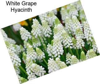 White Grape Hyacinth