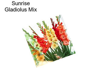 Sunrise Gladiolus Mix