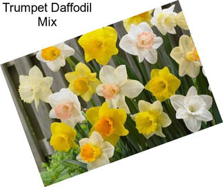 Trumpet Daffodil Mix