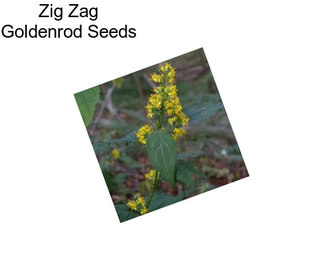 Zig Zag Goldenrod Seeds