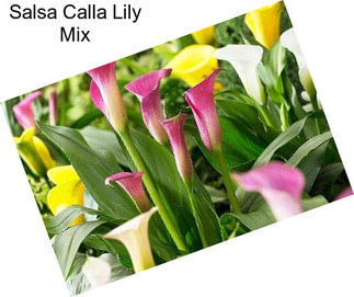 Salsa Calla Lily Mix