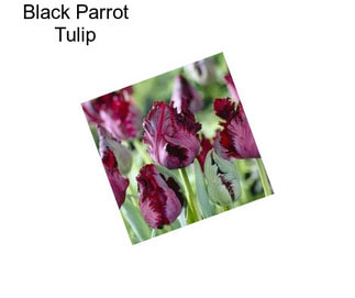 Black Parrot Tulip