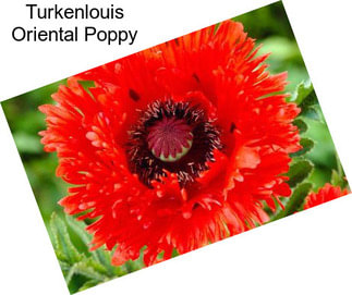 Turkenlouis Oriental Poppy