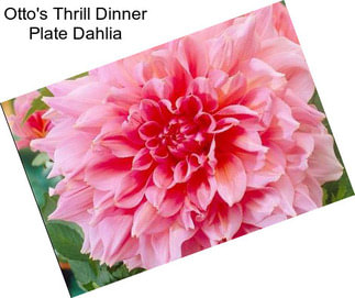 Otto\'s Thrill Dinner Plate Dahlia