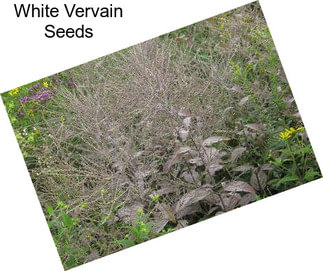 White Vervain Seeds