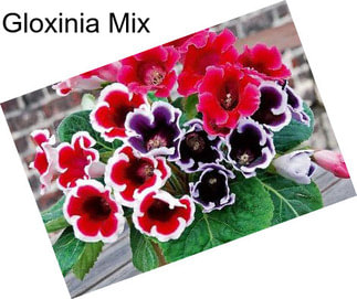 Gloxinia Mix