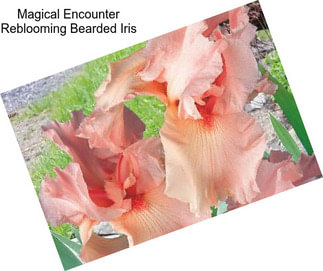 Magical Encounter Reblooming Bearded Iris