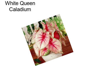 White Queen Caladium