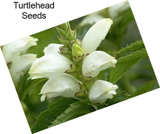 Turtlehead Seeds