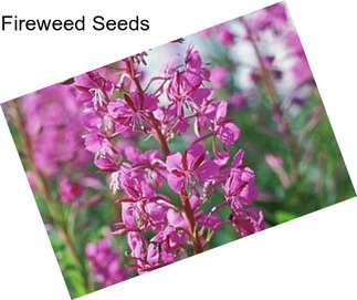 Fireweed Seeds