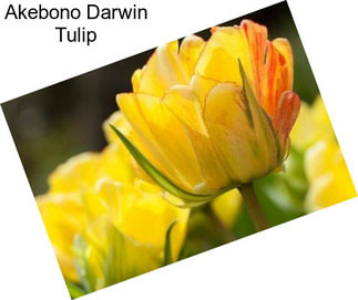 Akebono Darwin Tulip